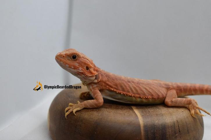 Baardagaam vrouw Orange hypo trans Leatherback
