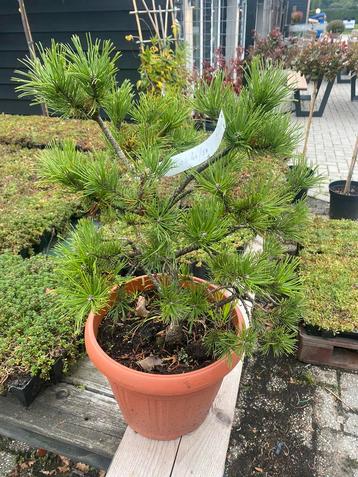 Pinus mooie groen blijvende boom nu voor €29,95 beschikbaar voor biedingen
