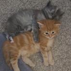 Main coon kitten mooi meisje 💕, Geslacht onbekend, Gechipt, 0 tot 2 jaar