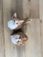 Kittens, Dieren en Toebehoren, Katten en Kittens | Raskatten | Korthaar, Meerdere dieren, Ontwormd, 0 tot 2 jaar