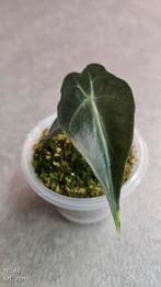 Alocasia Venom #1, Ophalen of Verzenden, Overige soorten, Minder dan 100 cm