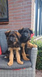 Langharige Duitse herder pups, Dieren en Toebehoren, 8 tot 15 weken, Groot, Meerdere, Meerdere dieren