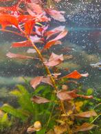 Mooie aquariumplanten ( Rotala), Dieren en Toebehoren, Vissen | Aquaria en Toebehoren, Ophalen of Verzenden, Nieuw, Plant(en), Steen of Hout