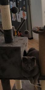 Scottish Fold poes & Britse Korthaar kater en poes ook apart, Dieren en Toebehoren, Katten en Kittens | Raskatten | Korthaar, Poes