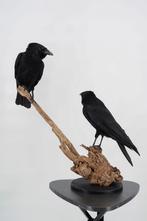 Opgezette kraaien - Duo opstelling - Wildernis Atelier, Verzamelen, Ophalen of Verzenden, Nieuw, Vogel, Opgezet dier