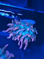 Sunburst anemoon - 1 stuk, Dieren en Toebehoren, Vis