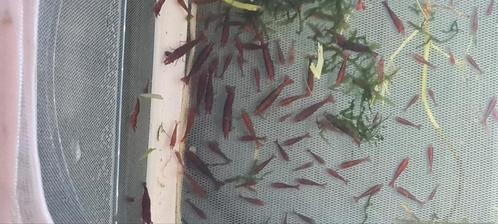 Rode garnalen, Dieren en Toebehoren, Vissen | Aquariumvissen, Kreeft, Krab of Garnaal