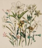 Tabaksplant - Antieke illustratie, Verzenden, Voor 1940, Zo goed als nieuw