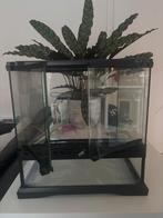 Terrarium 30x30x30 + accessoires, Dieren en Toebehoren, Reptielen en Amfibieën | Toebehoren, Ophalen, Zo goed als nieuw