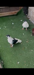 Afghansse duiven, Dieren en Toebehoren, Meerdere dieren, Postduif