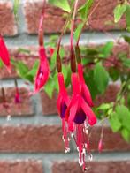 fuchsia, Tuin en Terras, Planten | Tuinplanten, Vaste plant, Halfschaduw, Zomer, Ophalen