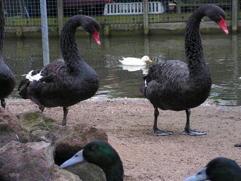 Watervogels gezocht; zwarte zwanen, Dieren en Toebehoren, Pluimvee, Gans of Zwaan, Meerdere dieren