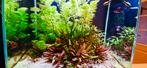 Tropische aquarium.azone aquarium, Ophalen, Gevuld zoetwateraquarium