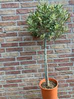 Zeer leuke mooie kleine olijfboom Olea Europaea 2 voor  35 €, Tuin en Terras, Planten | Bomen, 100 tot 250 cm, Olijfboom, Zomer