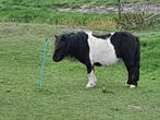 Shetlander merrie 2 jr.   Hengstveulen., Merrie, Niet van toepassing, A pony (tot 1.17m), 0 tot 2 jaar