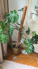 Monstera, ong. 1.70m incl pot, Huis en Inrichting, Kamerplanten, Ophalen, Overige soorten, Minder dan 100 cm