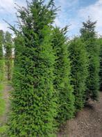 Taxus Baccata (venijnboom) verschillende maten, Tuin en Terras, Planten | Struiken en Hagen, Ophalen of Verzenden, Taxus, Struik