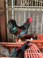 Dubbelgezoomde barnevelder haan met 2 hennen!, Dieren en Toebehoren, Pluimvee, Meerdere dieren, Kip