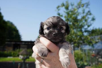 Super lieve Boomer puppy’s beschikbaar voor biedingen