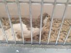 Chinese dwerg kwartels en diamant duifjes, Dieren en Toebehoren, Vogels | Overige Vogels, Meerdere dieren