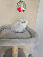 Twee prachtige Perzische Kittens!, Dieren en Toebehoren, Katten en Kittens | Raskatten | Langhaar