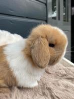 Zuivere minilop konijntjes!, Dieren en Toebehoren, Konijnen, Meerdere dieren, Dwerg, Hangoor, 0 tot 2 jaar