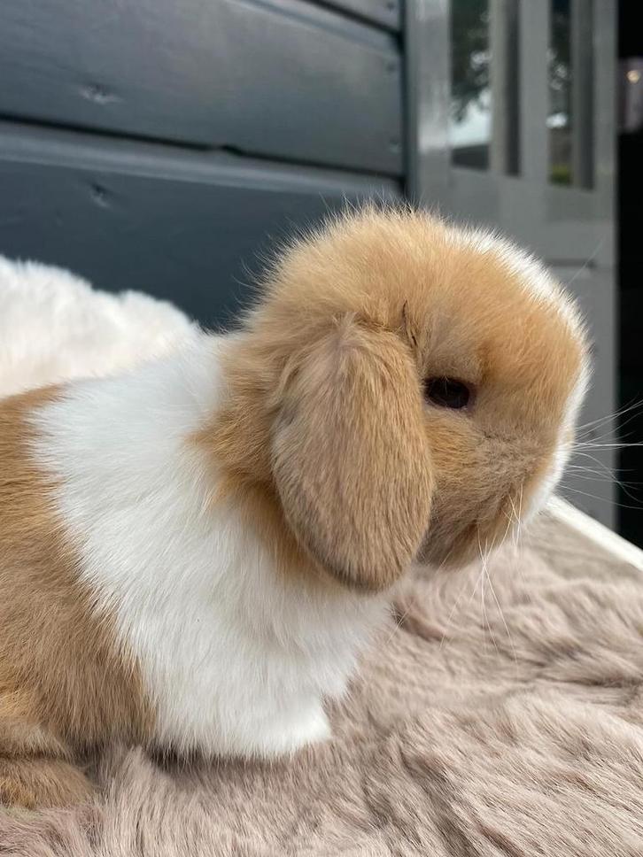 Zuivere minilop konijntjes!, Dieren en Toebehoren, Konijnen, Dwerg, Meerdere dieren, 0 tot 2 jaar, Hangoor