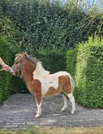 Mini shetlanders hengst veulens, Dieren en Toebehoren, Hengst, A pony (tot 1.17m), Gechipt, 0 tot 2 jaar