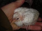 Jonge tortel/ lach duif, Dieren en Toebehoren, Tortelduif