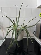 Kamerplant: Vetplant/ Aloe vera (2 planten), Ophalen, Overige soorten, Minder dan 100 cm