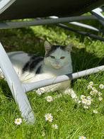 Lieve poes (Ruby) zoekt een fijn nieuw huisje, Dieren en Toebehoren, Poes, Kortharig, 6 jaar of ouder