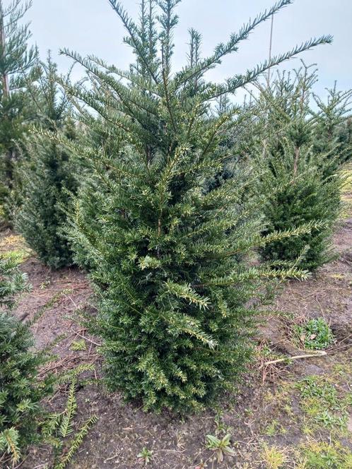 Zeer mooie taxus baccata (100-120  € 10,- !!!), Tuin en Terras, Planten | Struiken en Hagen, Taxus, Ophalen