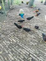 hanen, Dieren en Toebehoren, Pluimvee, Mannelijk, Kip