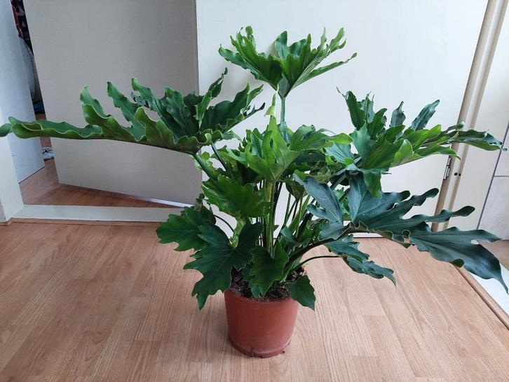 Philodendron Selloum - Philodendron H: 70 cm., Huis en Inrichting, Kamerplanten, Overige soorten, Minder dan 100 cm, Groene kamerplant