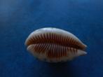 Schelpen: Cypraea pulchella Swainson f++gem 40,5mm, Verzenden, Schelp(en)