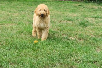 Wegens annulering Labradoodle x Duck toller pup reutje  beschikbaar voor biedingen