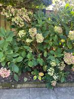 Prachtig grote hortensia - hortensia struik - hortesia, Ophalen, Zomer, Overige soorten, Halfschaduw