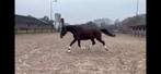 Florence ( Gribaldi x Ferro ), Merrie, Met stamboom, Dressuurpaard, 11 jaar of ouder