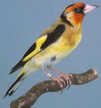 !Op zoek naar! Gele putter pop, Dieren en Toebehoren, Vogels | Overige Vogels, Vrouwelijk, Wildzangvogel