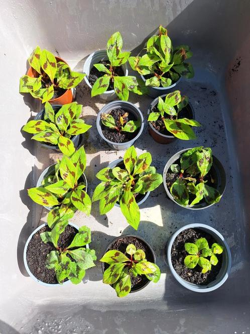 Persicaria virginiana 'Filiformis' te koop, Tuin en Terras, Planten | Tuinplanten, Vaste plant, Volle zon, Zomer, Ophalen of Verzenden