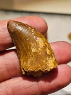 Carcharodontosaurus tand NR 1 uit marokko., Verzamelen, Mineralen en Fossielen, Ophalen of Verzenden, Fossiel