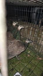 Jonge pauwen 2 koppela, Dieren en Toebehoren, Geslacht onbekend, Overige soorten