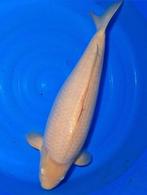 Zeer brede Karashigoi lekker tam Female, Dieren en Toebehoren, Vissen | Vijvervissen, Karper of Koi