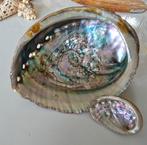 Mooie Abalone schelp 16 x 12 cm, Ophalen of Verzenden, Schelp(en)