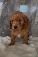 cockapoo pups, Dieren en Toebehoren, Honden | Chihuahua's en Gezelschapshonden, Overige rassen, CDV (hondenziekte), 8 tot 15 weken