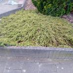 Sand juniper juniperus conferta schlager struik lage struik, Tuin en Terras, Ophalen of Verzenden