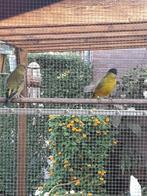 Zwartkopsijzen, Dieren en Toebehoren, Meerdere dieren