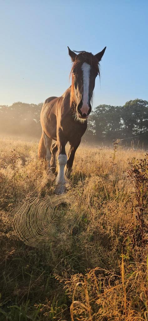 Verzorger voor paard /grondwerk gezocht, Dieren en Toebehoren, Paarden en Pony's | Verzorgingsproducten, Ophalen of Verzenden
