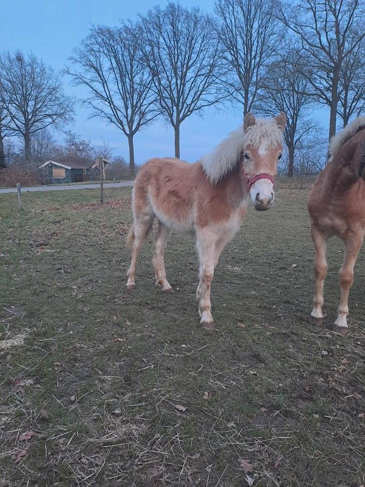 Haflinger veulen, haflinger veulens, Dieren en Toebehoren, Paarden, Meerdere dieren, 0 tot 2 jaar