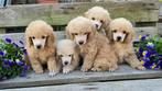 Dwerg poedel pups, CDV (hondenziekte), Particulier, Meerdere, 8 tot 15 weken